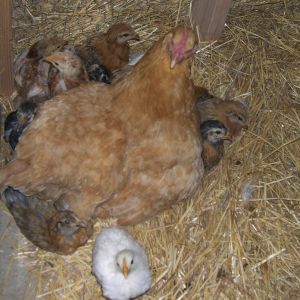 Buttercup with her foster chicks