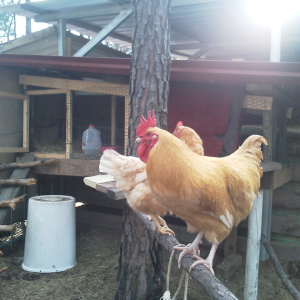 My first Roo and Hen in my coop.