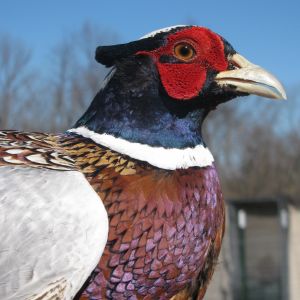 A stately young man