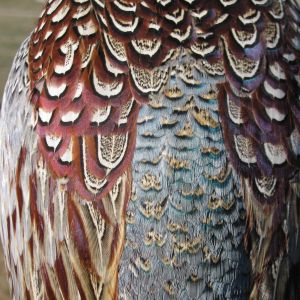 nice coloring