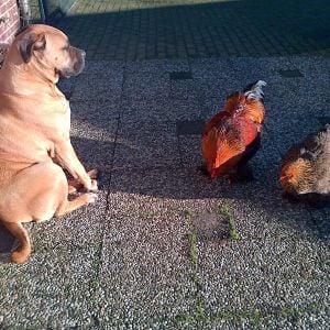 The chickens bodyguard!