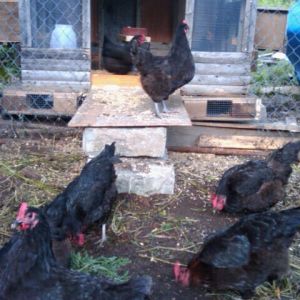 1st "Redneck" chicken coop