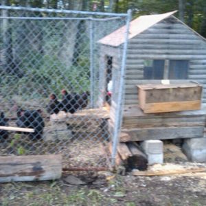 Chicken coop #1