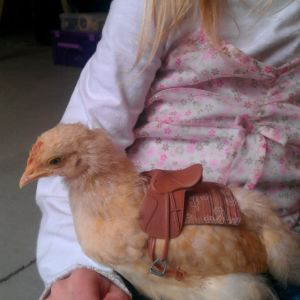 Another chicken saddle