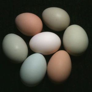 This photo represents all of the eggs from all of my hens.

Zoe - Brown Leghorn - White (middle)
Inara - SLW Brown (top)
Saffron - EE - Olive (top)
Bridget - EE - Green Matte (right)
Nandi - SLW - Brown (bottom)
Yolanda - EE - Blue (bottom)
Kaylee - EE - Green (left)