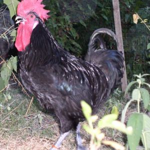 Black Penedesenca Rooster