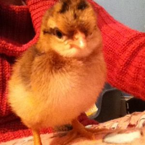 2 day old CCLB chick