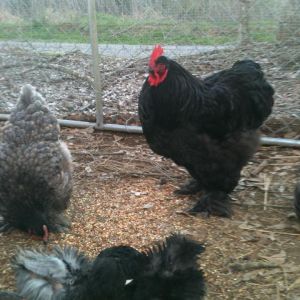 My Black Cochin Rooster from Maddi Williams!