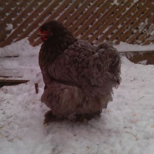 My broody hatchery blue Cochin sweatheart DB or better known as Doublemint Twin #1