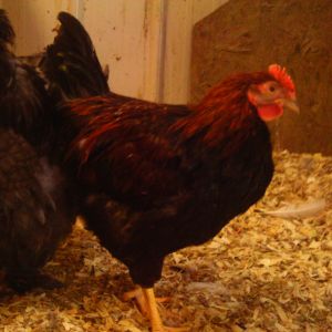 My Welsummer cockerel (with my poor pathetic molting Cochin rooster in the back!)