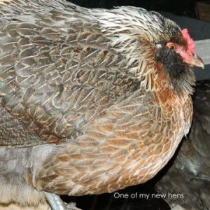 This is one of the Henny's I adopted last weekend who had both as chicks been attacked by little dogs through their wire cage.  They are missing plenty toes and this one is missing half a foot.
  They don't know what to do with their new freedom and big house and are quite content to stay around the hen house but they will range over to the barn and new broody house a bit.