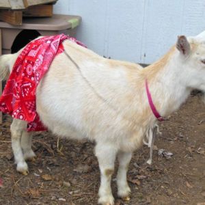 Udder shorts to keep baby from nursing