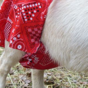 Udder shorts
