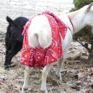 Udder shorts