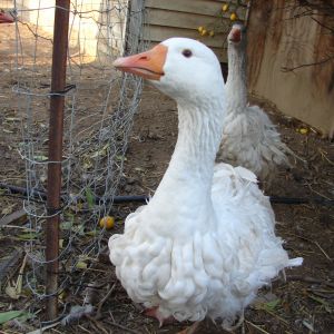 Not-So-Ghandi male sebastopol