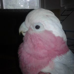 Manu, Nya's best pal, sitting near a box on his cage.