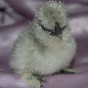 lavender Catdance Silkie chick
