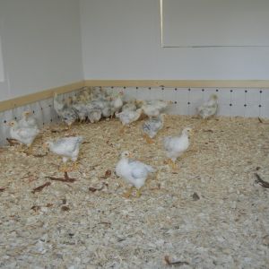 First Chicks in coop version 1.0