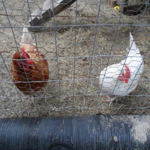 On the left ,Mustang, a New Hampshire Red, on the left is Marley, a Cornish Rock.