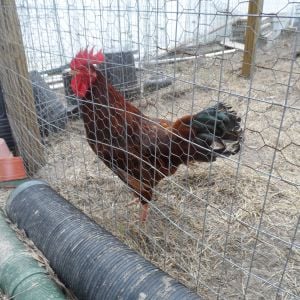 Lucy, One of our hens, she is a Rhode Island Red,she thinks shes a rooster, i know it sounds weird but its true.