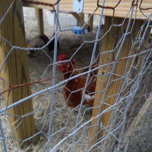 Sparkle, another New Hampshire Red.