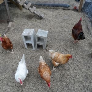 5 of our six hens.