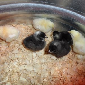 our 6 new chickens.. 3 speckled Plymoth rocks (The black ones), and 3 white Plymoth Rocks.