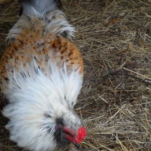 Ricky, one of our Bantam Roosters