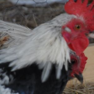 Elfis, Yes Elfis, he is Our small Bantam Rooster, When he was small his comb looked like Elvises hair, Small Bantam that looked like elvis = Elfis