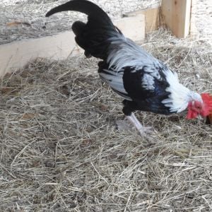 Elfis our small bantam rooster