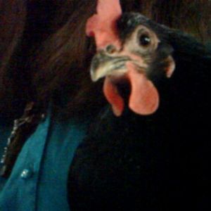 My Gus.  Augusta that is.  Who wouldn't like those soft black eyes?  Gus thinks she is a dog since that's what raised her.  She was slow to start laying but has made up for it every day since.  Gus will be one year old this Easter.