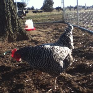 This was one of my older hens from last year. She was killed by some kind of a fox or possum or coyote..... At least I still have chickens though!! haha