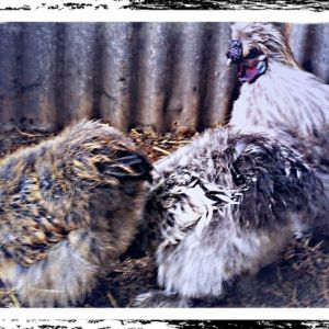 *
My main man. Silkie rooster