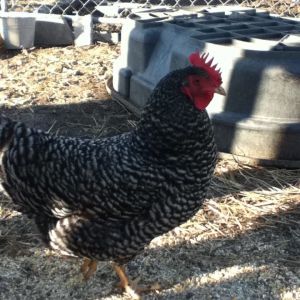 This is Bessy, one of my older hens.