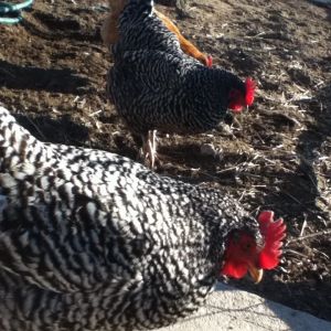 Bessy (front), Clover (back), and Delilah (orange).