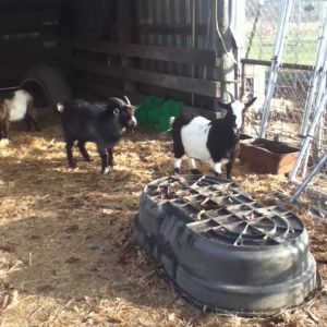 These are 2 of my 4 pygmy goats. Blue is the smaller one, he's a boy. And Cookie is the doe.