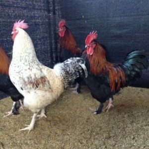 Marans Roosters