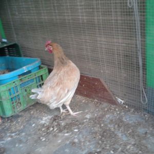 anyone know what she is? if she is something? most likely rhode island plus leghorn? or red leghorn ?