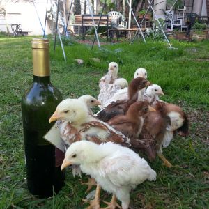 hubby took the babies out for a walk in the backyard;the wine bottle is water for them...