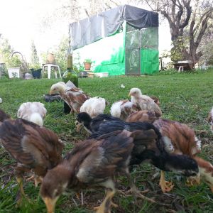 neighborh's aviary in the back ground