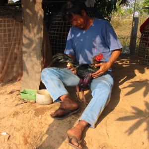 thai villager in ban chiang with his fighting cock