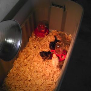 6 baby chicks added to my flock. I bought 3 Black Star and 3 Red Star hens. I now have 12 total hens and I'm hooked. Within a few weeks, I'm going to build a brand new coop for all the chicks. As of now I keep some seperated but they're all going to be one happy family.