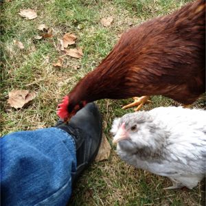 Rosie and Marie found our shoes fascinating.