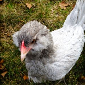 Marie, the bantam EE at 19 weeks.