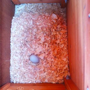 First egg in the nesting box! XD