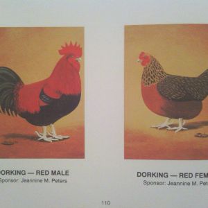 Red Dorking