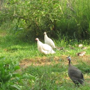 Some of the various colors of guineas running together on the Garry Farm .....Be sure to click to see the babies.