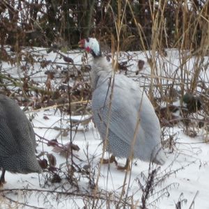 Guineas are snow hardy too!