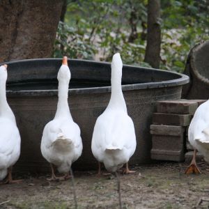 From left to right: Hope, Ruby, Joy, and Jerry.