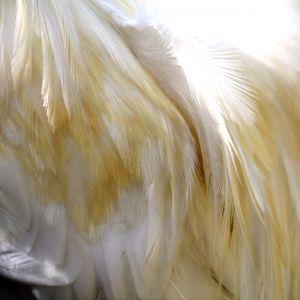 Feathers on Skittery, a bantam Cochin roo.